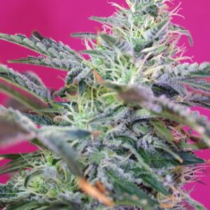 25 UND FEM - SWEET CHEESE AUTO ﾮ * SWEET SEEDS 25 UND FEMINIZADAS