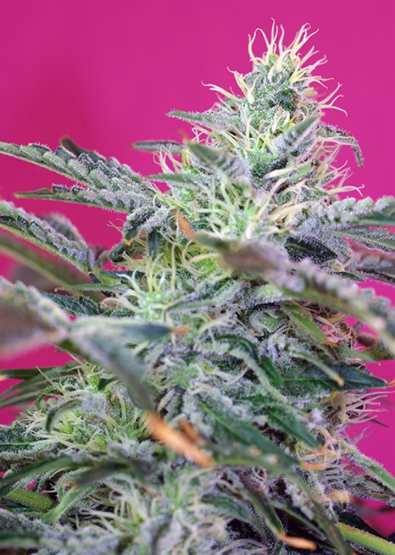 25 UND FEM - SWEET CHEESE AUTO ﾮ * SWEET SEEDS 25 UND FEMINIZADAS