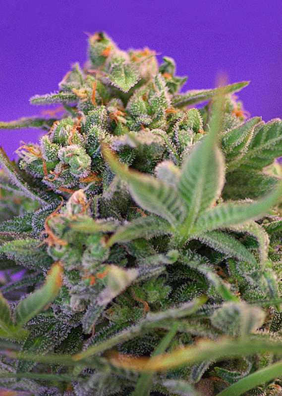 5 UND FEM - SWEET CHEESE F1 FAST VERSION ﾮ * SWEET SEEDS 5 UND FEMINIZADAS