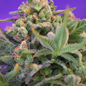 5 UND FEM - SWEET CHEESE ﾮ * SWEET SEEDS 5 UND FEMINIZADAS