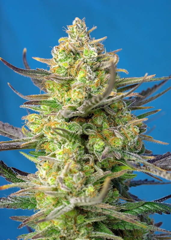 25 UND FEM - SWEET CHEESE XL AUTO ﾮ * SWEET SEEDS 25 UND FEMINIZADAS