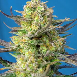 3 UND FEM - SWEET CHEESE XL AUTO ﾮ * SWEET SEEDS 3 UND FEMINIZADAS