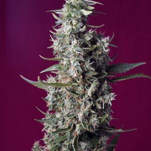 5 UND FEM - SWEET CHERRY PIE ﾮ * SWEET SEEDS 5 UND FEMINIZADAS