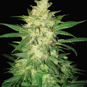 12 UND FEM - COLOMBIAN  GOLD RYDER * WORLD OF SEEDS 12 UND FEMINIZADAS