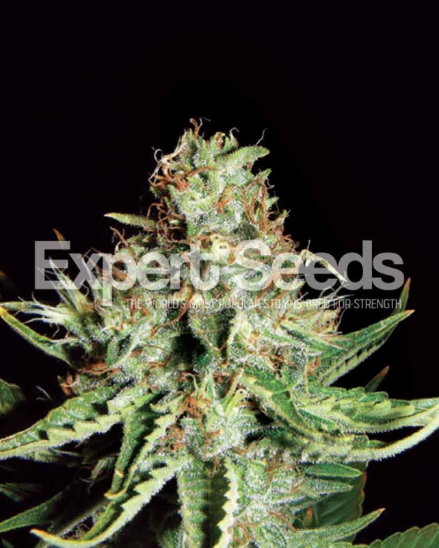 1 UND FEM - SWEET CREAM AUTO XXL * EXPERT SEEDS 1 UND FEMINIZADA