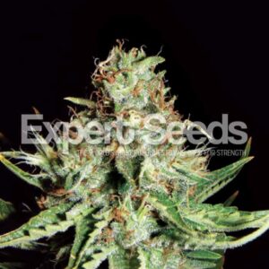 15 UND FEM - SWEET CREAM AUTO XXL * EXPERT SEEDS 15 UND FEMINIZADAS