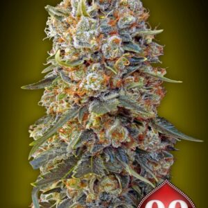 3 UND FEM - SWEET CRITICAL * 00SEEDS 3 UND FEMINIZADAS