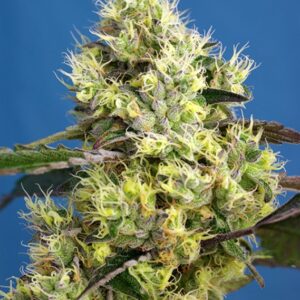 3 UND FEM - SWEET GELATO AUTO ﾮ * SWEET SEEDS 3 UND FEMINIZADAS