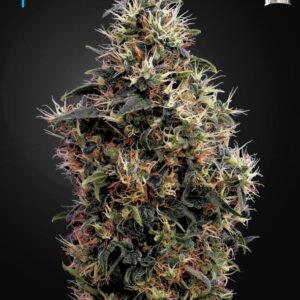 10 UND FEM - SWEET MANGO AUTOFLOWERING * GREEN HOUSE 10 UND FEMINIZADAS