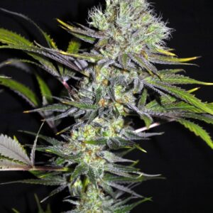 5 UND REG - SWEET 'N SOUR WIDOW * CBD CREW SEEDS 5 UND REGULARES