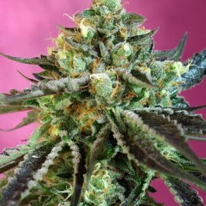 3 UND FEM - SWEET NURSE AUTO CBD ﾮ * SWEET SEEDS 3 UND FEMINIZADAS