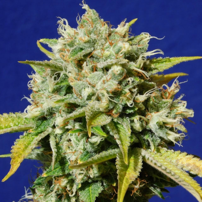 5 UND FEM - SWEET PEACH AUTO CBD * ORIGINAL SENSIBLE 5 UND FEMINIZADAS
