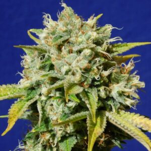25 UND FEM - SWEET PEACH AUTO CBD * ORIGINAL SENSIBLE 25 UND FEMINIZADAS