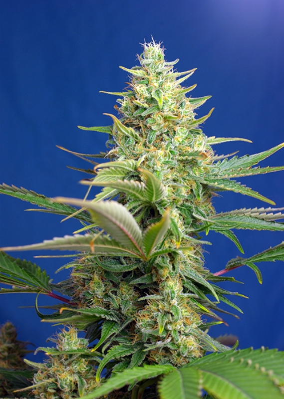 100 UND FEM - SWEET PURE AUTO CBD ﾮ * SWEET SEEDS 100 UND FEMINIZADAS