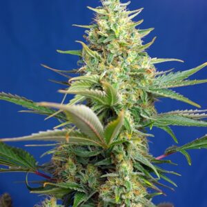 5 UND FEM - SWEET PURE AUTO CBD ﾮ * SWEET SEEDS 5 UND FEMINIZADAS