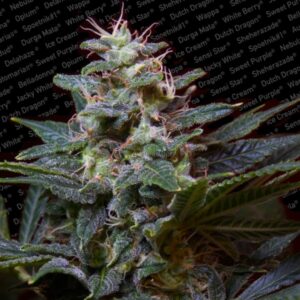 5 UND FEM - SWEET PURPLE * PARADISE SEEDS 5 UND FEMINIZADAS