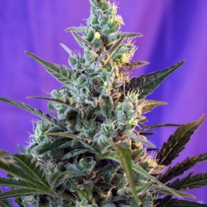 100 UND FEM - SWEET SKUNK AUTO ﾮ * SWEET SEEDS 100 UND FEMINIZADAS