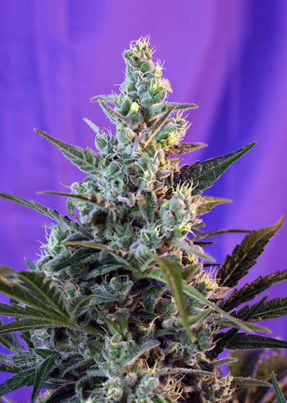 25 UND FEM - SWEET SKUNK AUTO ﾮ * SWEET SEEDS 25 UND FEMINIZADAS