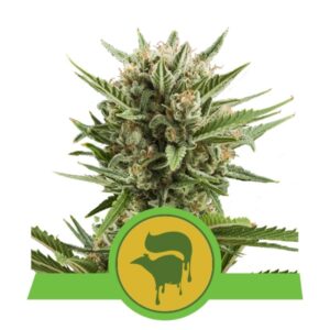 3 UND FEM - SWEET SKUNK AUTOMATIC * ROYAL QUEEN 3 UND FEMINIZADAS