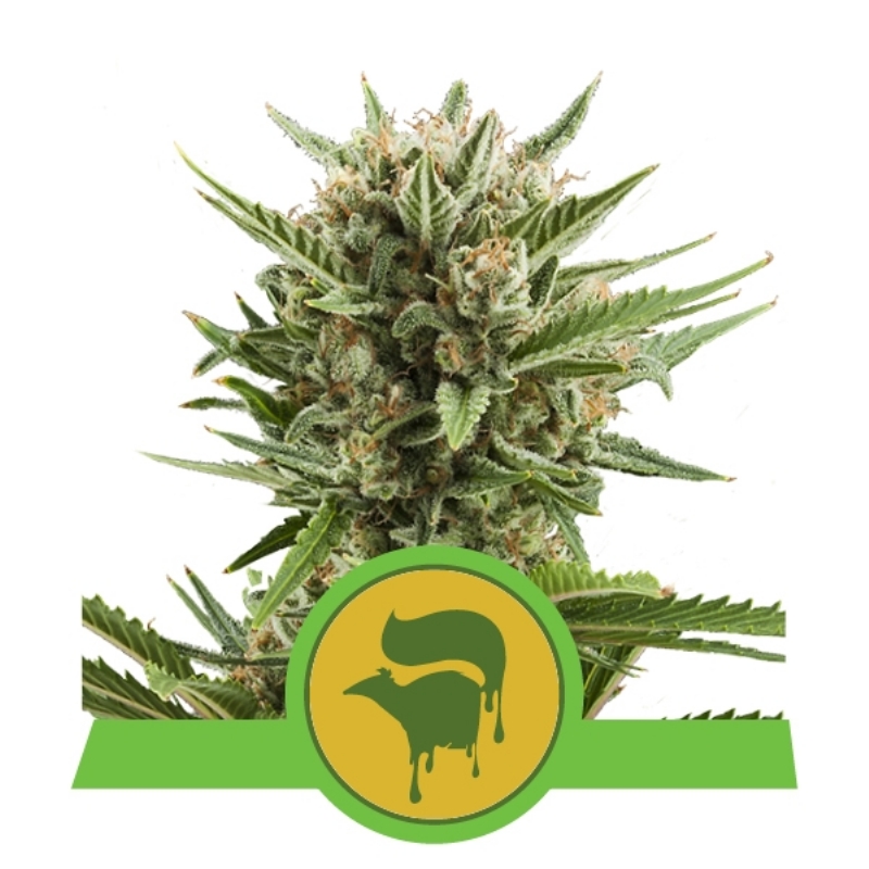3 UND FEM - SWEET SKUNK AUTOMATIC * ROYAL QUEEN 3 UND FEMINIZADAS