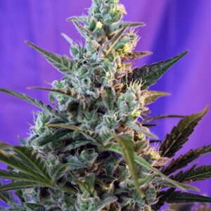 3 UND FEM - SWEET SKUNK F1 FAST VERSION ﾮ * SWEET SEEDS 3 UND FEMINIZADAS