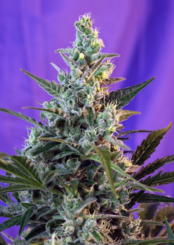 5 UND FEM - SWEET SKUNK F1 FAST VERSION ﾮ * SWEET SEEDS 5 UND FEMINIZADAS