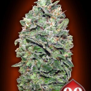 100 UND FEM - SWEET SOMA * 00SEEDS 100 UND FEMINIZADAS