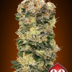 25 UND FEM - AUTO SWEET SOMANGO * 00SEEDS 25 UND FEMINIZADAS
