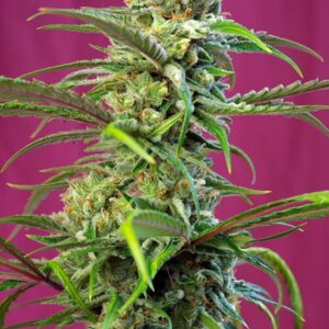 3 UND FEM - SWEET TAI ﾮ * SWEET SEEDS 3 UND FEMINIZADAS
