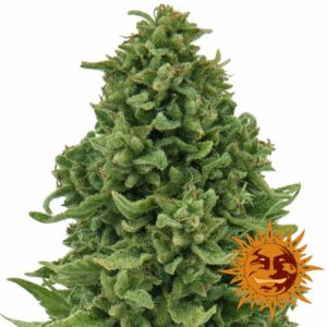 5 UND FEM - SWEET TOOTH (AUTO FLOWERING) * BARNEY'S FARM 5 UND FEM