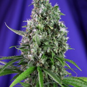 5 UND FEM - SWEET TRAINWRECK  AUTO ﾮ * SWEET SEEDS 5 UND FEMINIZADAS