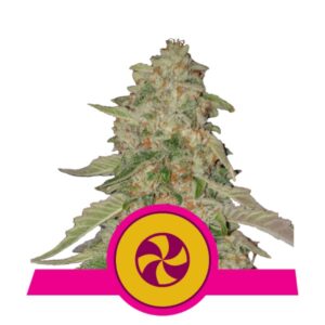 3 UND FEM - SWEET ZZ USA PREMIUM * ROYAL QUEEN 3 UND FEMINIZADAS