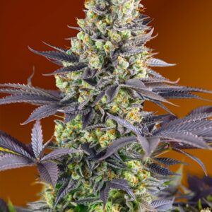 3 UND FEM - SWEET ZENZATION ? * SWEET SEEDS 3 UND FEMINIZADAS