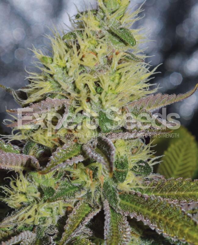 10 UND FEM - SWEET ZOMBIE * EXPERT SEEDS 10 UND FEMINIZADAS