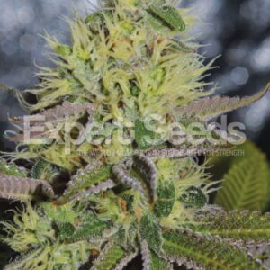 15 UND FEM - SWEET ZOMBIE * EXPERT SEEDS 15 UND FEMINIZADAS