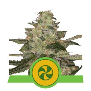 3 UND FEM - SWEET ZZ AUTO * ROYAL QUEEN 3 UND FEMINIZADA