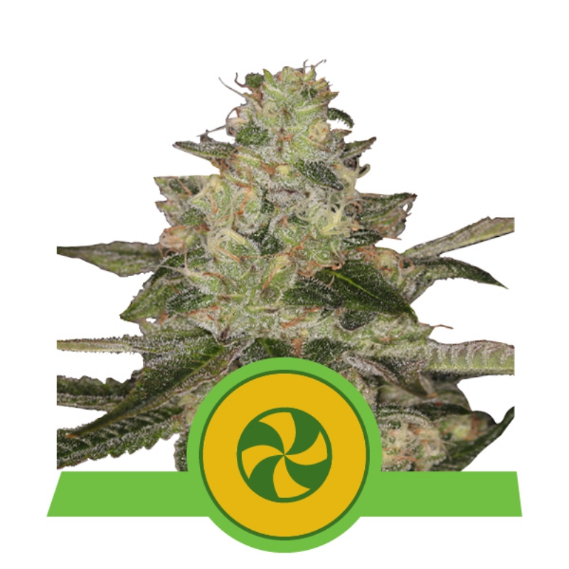 3 UND FEM - SWEET ZZ AUTO * ROYAL QUEEN 3 UND FEMINIZADA