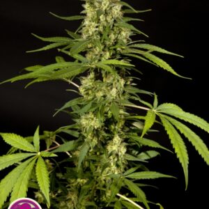 3 UND FEM - SWEETLOVE * PHILOSOPHER SEEDS 3  UND FEM