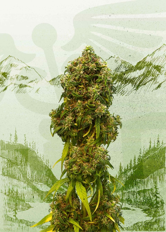 100 UND FEM - SWISS DREAM AUTO CBD * KANNABIA 100 UND FEMINIZADAS