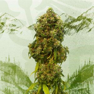 10 UND FEM - SWISS DREAM AUTO CBD * KANNABIA 10 UND FEMINIZADAS