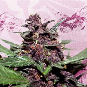 5 UND FEM - SWISS DREAM ROS? AUTO CBD * KANNABIA SEEDS 5 UND FEMINIZADAS