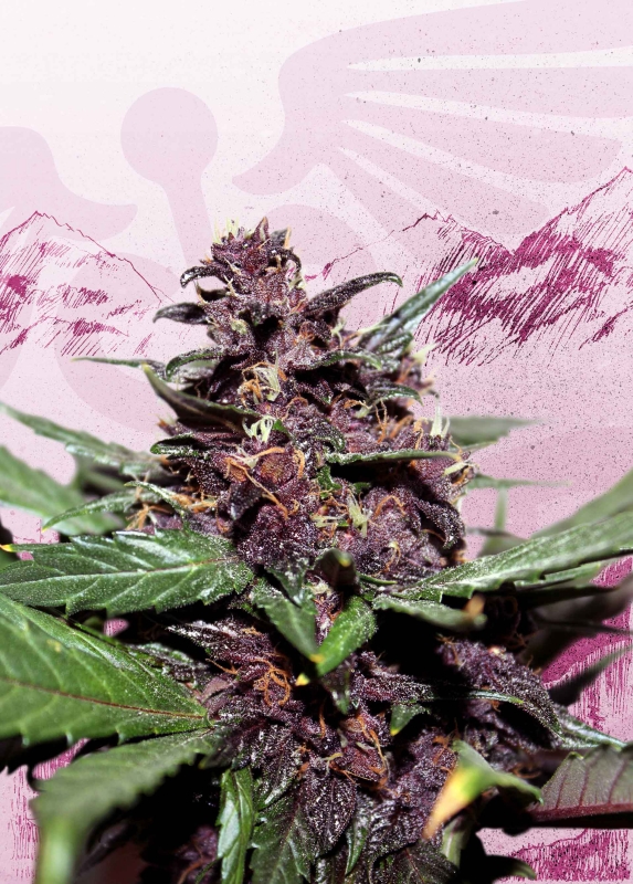 5 UND FEM - SWISS DREAM ROS? AUTO CBD * KANNABIA SEEDS 5 UND FEMINIZADAS