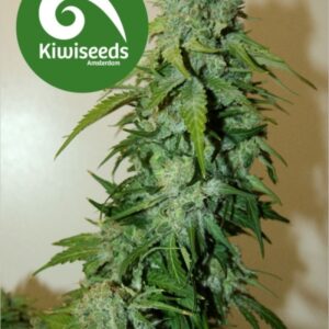 5 UND REG - T99 * KIWISEEDS 5 UND REGULARES