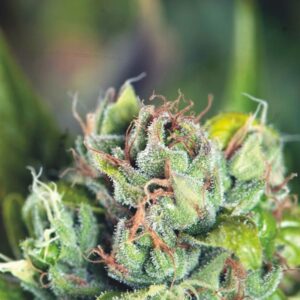 5 UND FEM - TAHOE CURE * PYRAMID SEEDS FEMINIZADA 5 UND