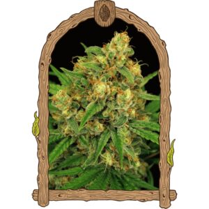 10 UND REG - TANGERINE KUSH * EXOTIC SEED REGULARES 10 UND