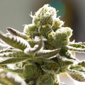 7 UND FEM - TANGIE * BSF SEEDS 7 UND FEMINIZADAS