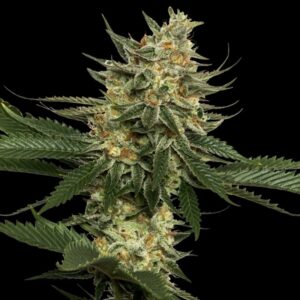 13 UND REG - TANGIE * DNA GENETICS RESERVA PRIVADA 13 UND REG