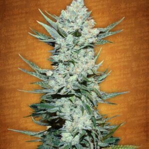 5 UND FEM - TANGIE MATIC * FASTBUDS SEEDS FEMINIZADA 5 UND