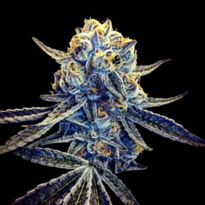 12 UND REG - TANGIELAND * DNA GENETICS 12 UND REG