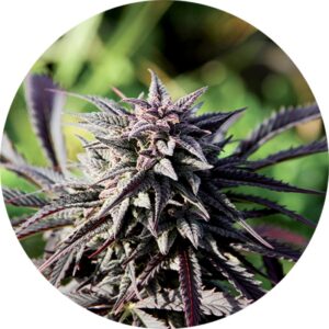 10 UND REG - TAO PURPLE * TOP TAO SEEDS 10 UND REGULARES